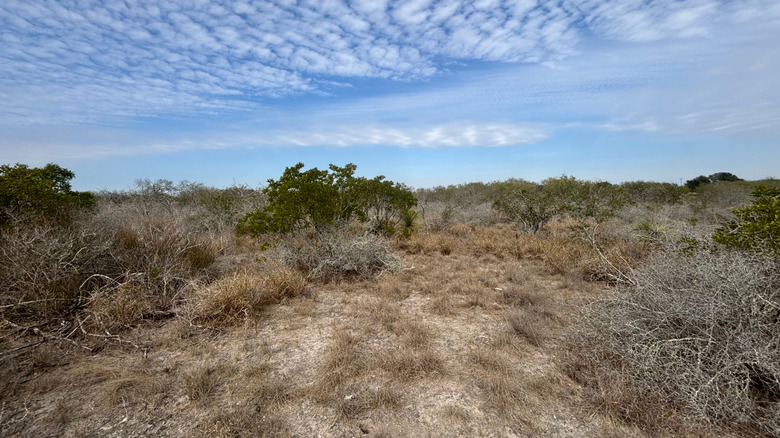 Bird trail at Choke Canyon State Park