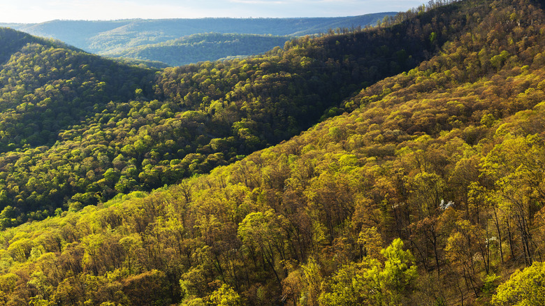 Lush forest and rolling hills at White Rock Mountain, Arkansas