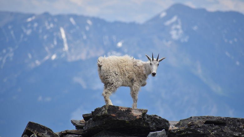 Mountain goat on Scotchman Peak