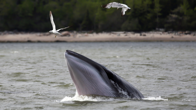 Whale coming out of the water