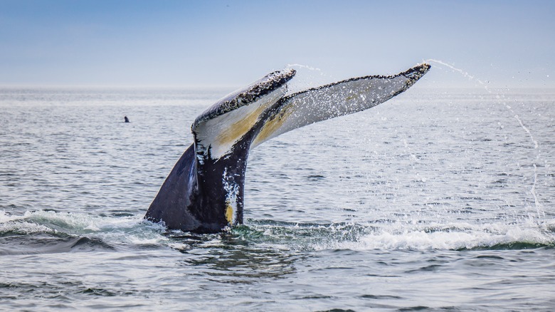 Whale spotted in Quebec