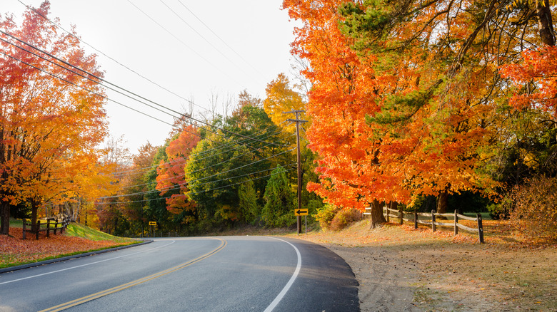 Road in Connecticut lined with fall leaves