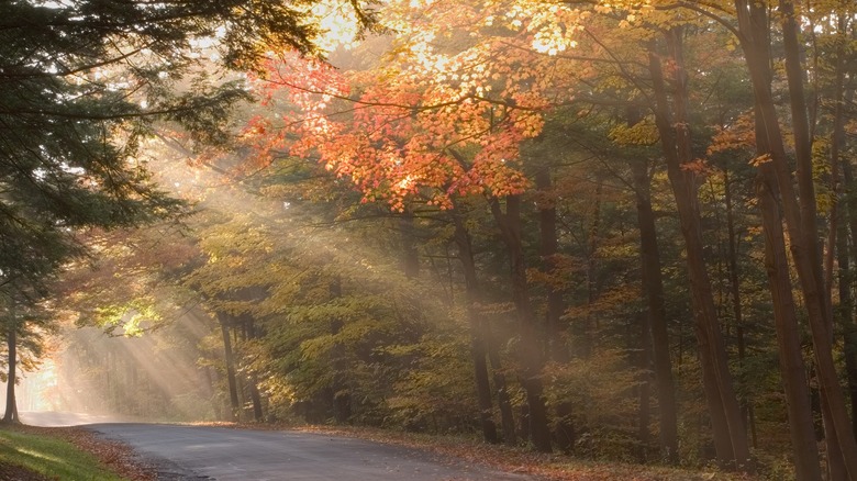 Beautiful fall foliage in Chestnut Ridge Park