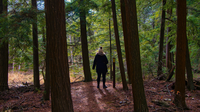 Woman hiking through the forest near Two Rivers, Wisconsin