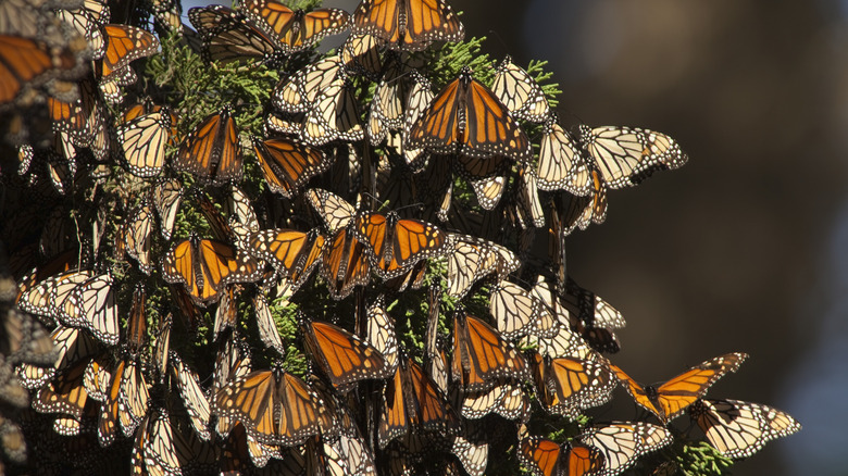 Monarch butterfly cluster in Pacific Grove, California