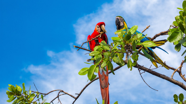 Macaws roosting in trees on the island of Tintipan, Colombia