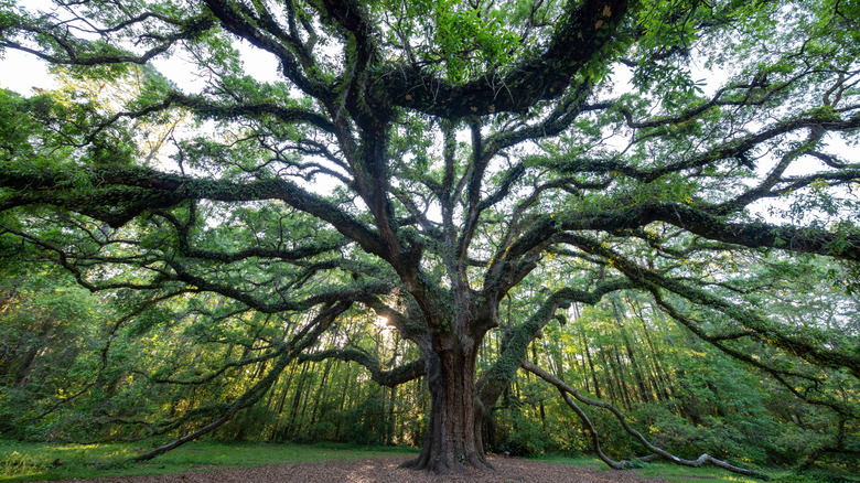 The ancient live oak at Lichgate in Tallahassee, Florida