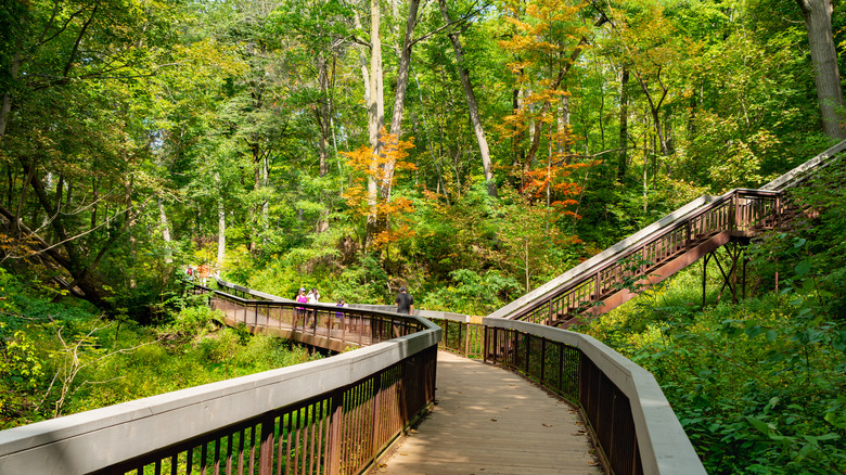 boardwalk in toronto ravine forest