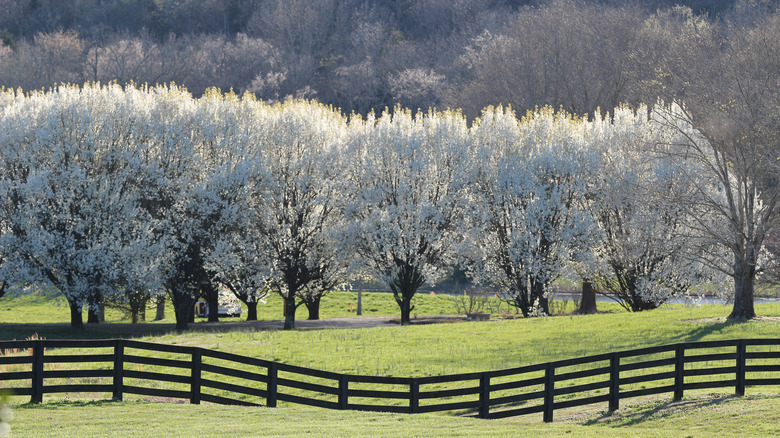 Dogwood trees in Leiper's Fork