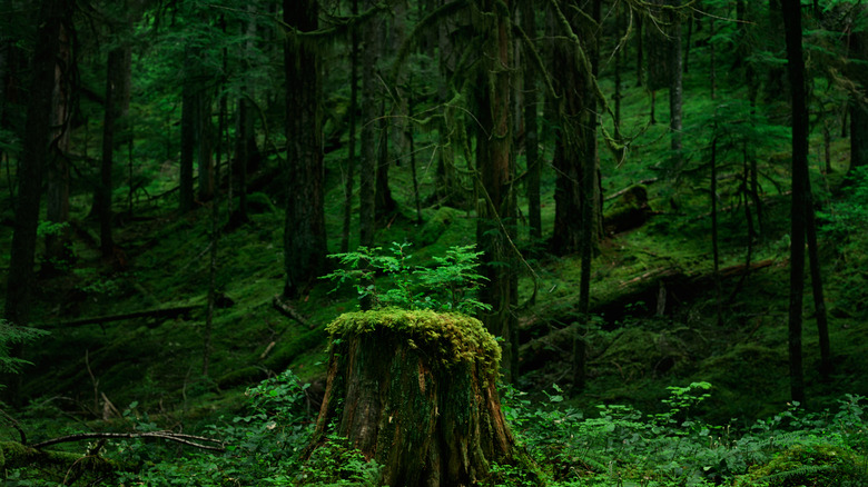 A tree stump in a green Oregon rainforest