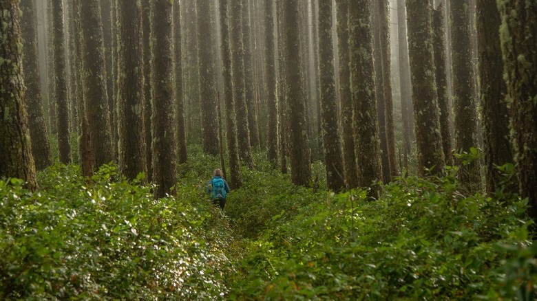 Person walking through old growth forest at Cummins Creek Wilderness