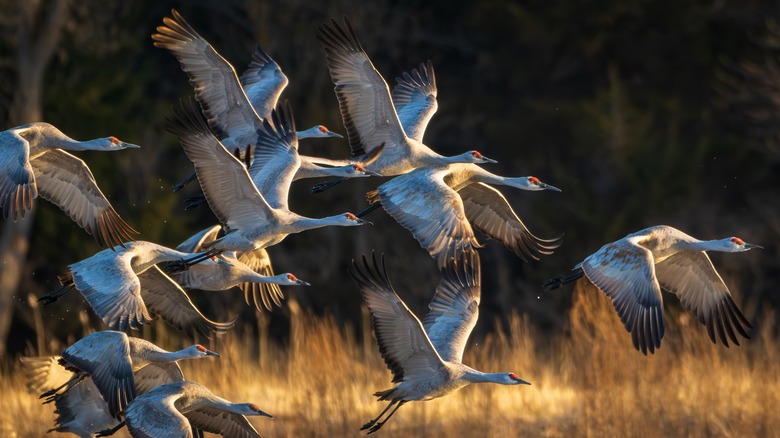 Sandhill cranes in flight