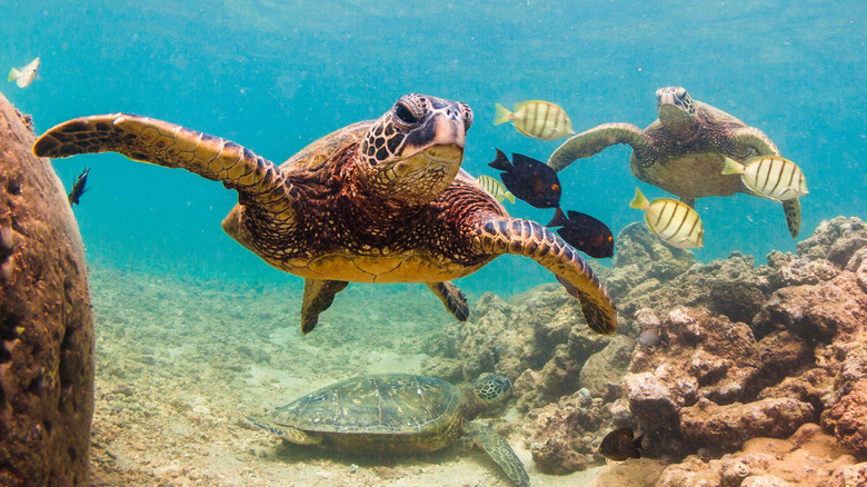 A family of green sea turtles off the Hawaiian shore.