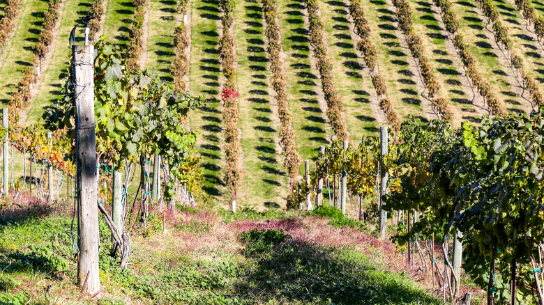 A vineyard in Snake River Valley