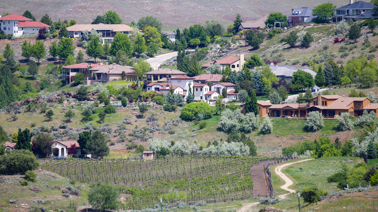 A vineyard in Foothills