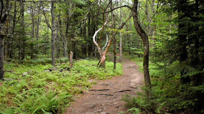 Wooded trail in Massachusetts