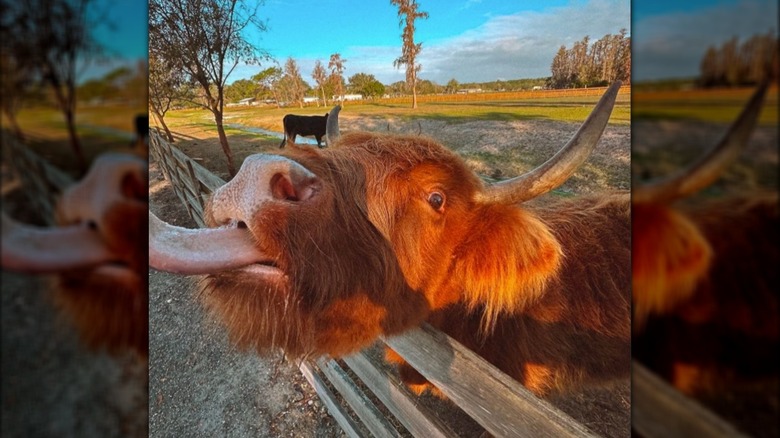 Highland cow with its tongue out at Cow Creek Farm