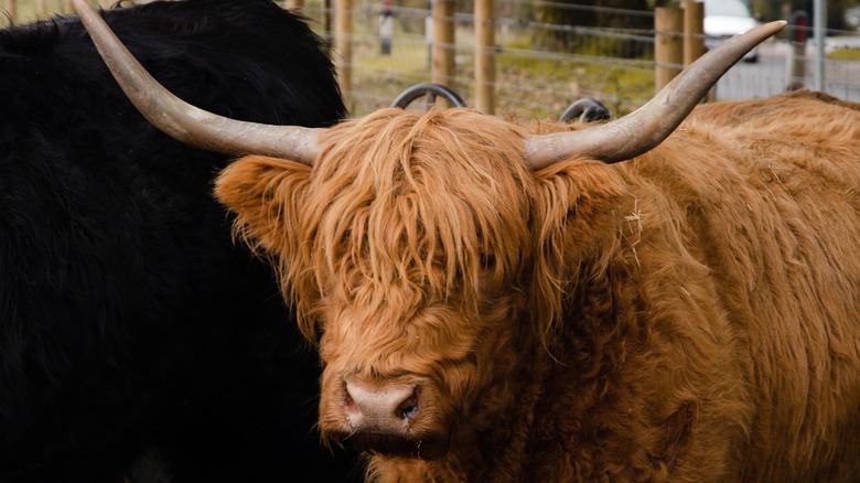 A fluffy Highland cow