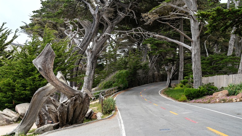 scenic cypress tree california