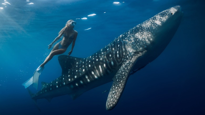 Swimming with whale shark