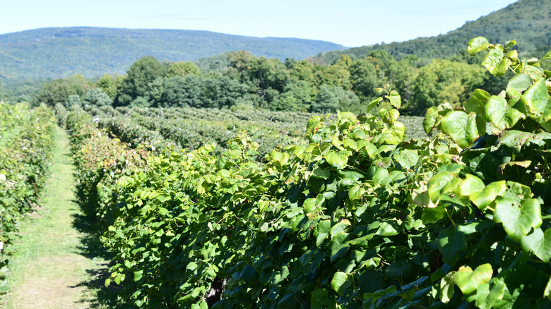 Jeromes U Pick Grapes field near Naples, New York