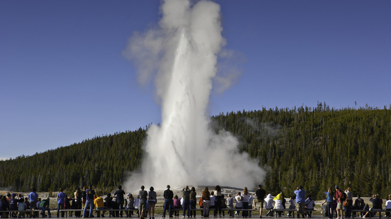 Old Faithful geyser erupts in Yellowstone National Park