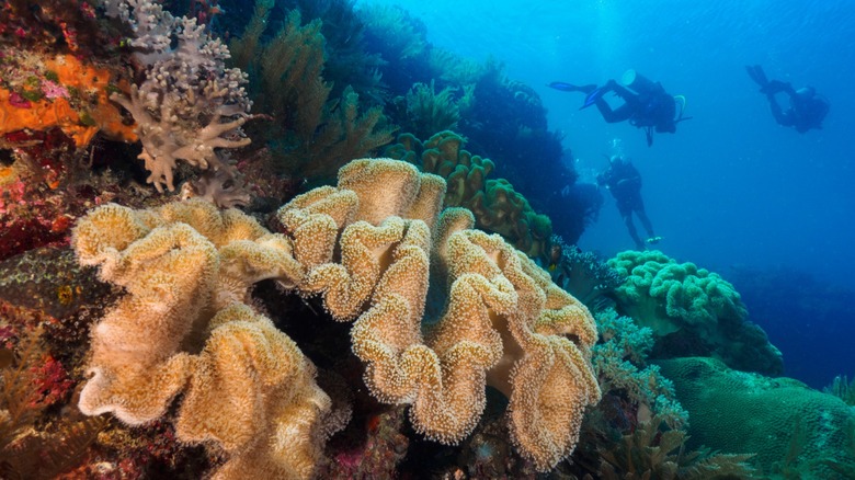 Vibrant coral reef underwater, and scuba divers in the background, at Ataúro Island in Timor-Leste