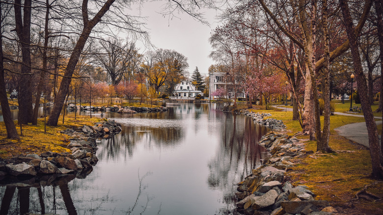 Park pond and trees