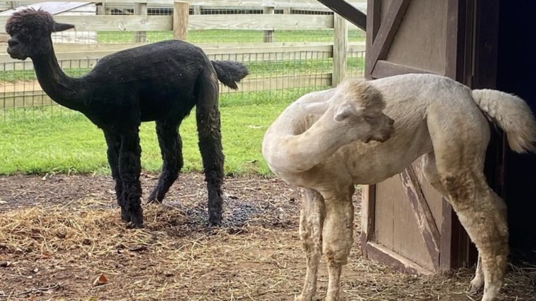 Black and white alpacas at the petting zoo.