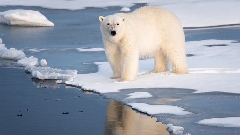 Polar bear standing on snowy ice