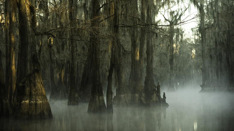 Cypress trees in the foggy swamp of Caddo Lake