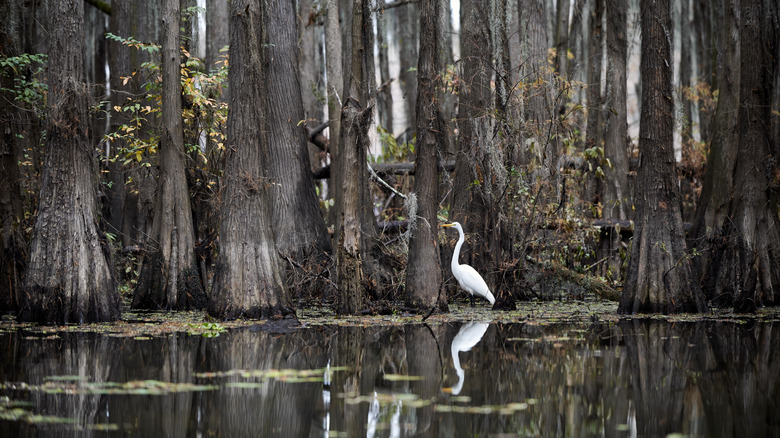 White heron among cypresses at Caddo Lake State Park