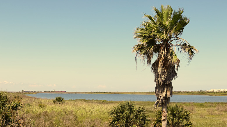 Landscape on Galveston Island