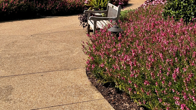 View of Cheekwood garden path with pink flowers, trees, and a bench