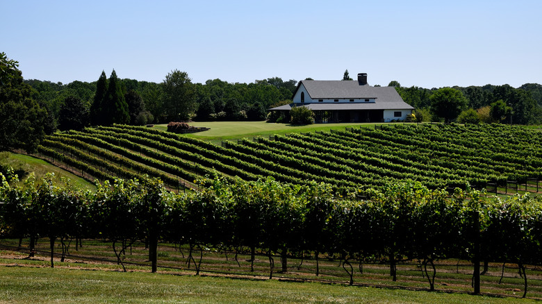 Vineyards in Cleveland, Georgia, in the Georgia wine country