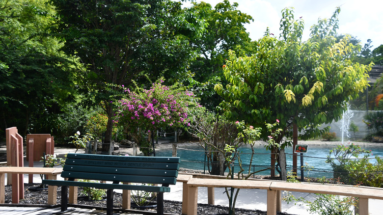 The lush greenery of Butterfly World in Coconut Creek