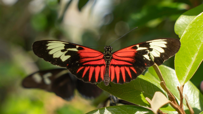 A butterfly at Butterfly World