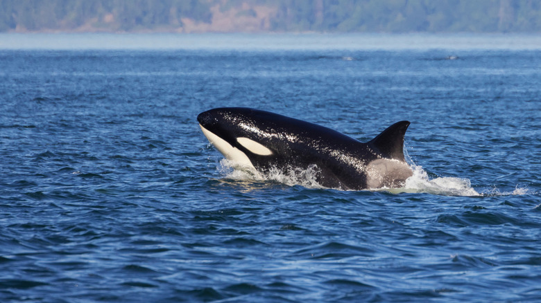 An Orca swimming off San Juan Island