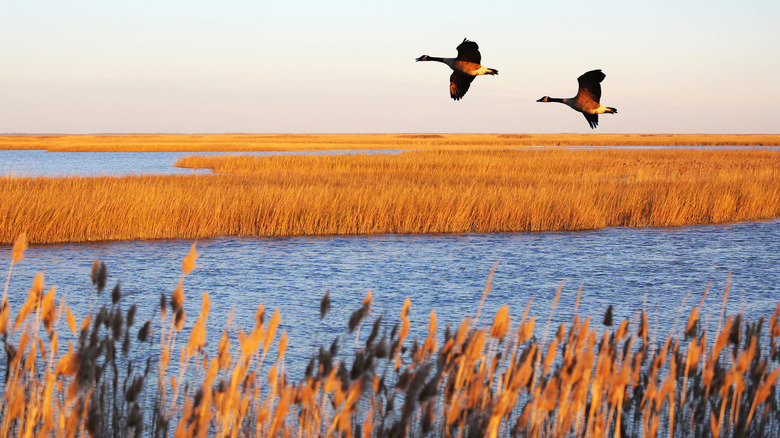 Geese fly over marshland in Smyrna, Delaware