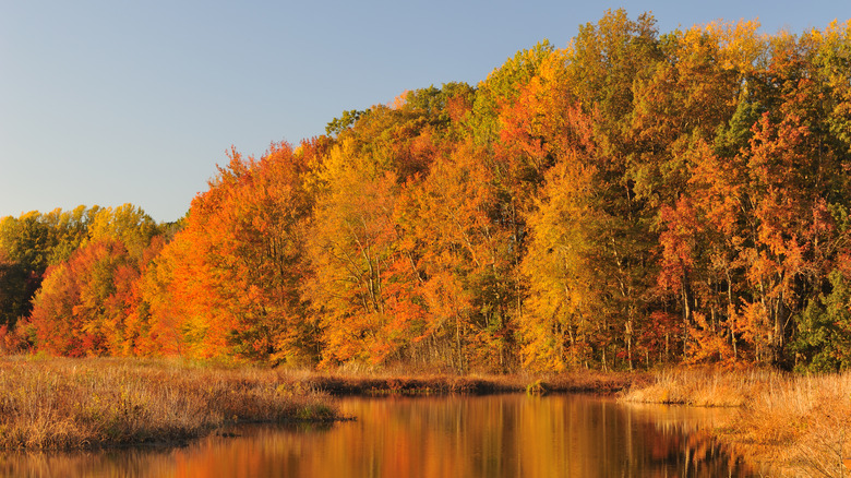 Fall foliage in forest in Smyrna, Delaware