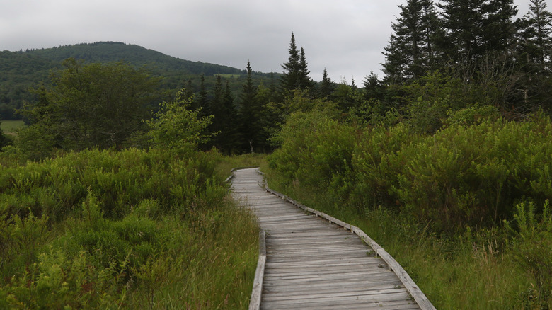 Boardwalk cutting through the Canaan Valley in West Virginia