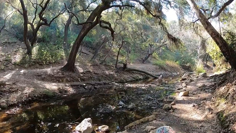 Oak trees along the Michael D. Antonovich Trail