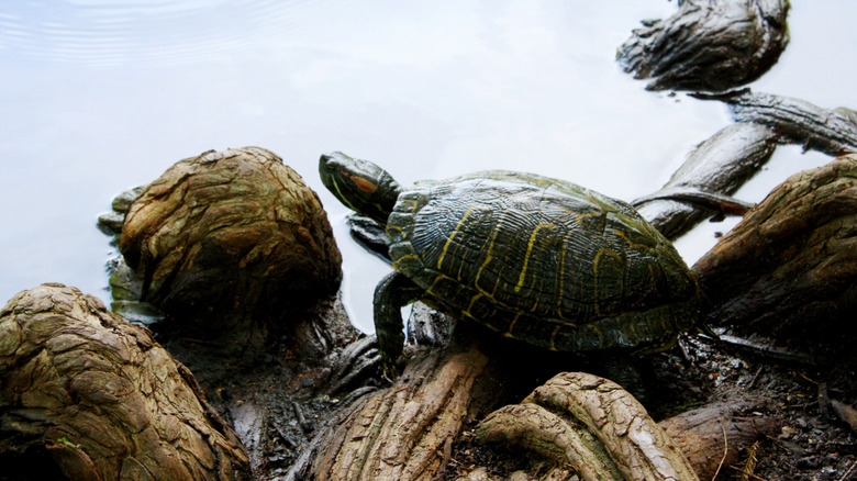 A turtle on a log at the San Antonio Botanical Gardens