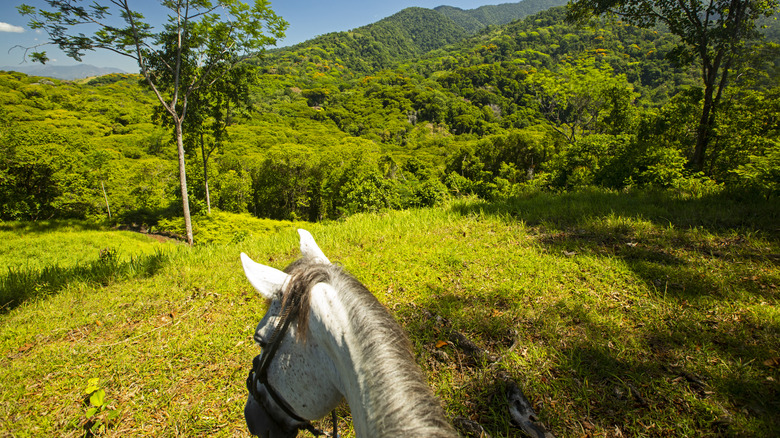 Horseback riding through Costa Rica's jungle forest hills