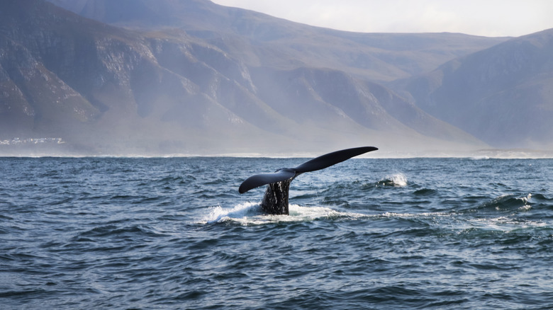 A whale's tail in the water off the coast of Hermanus, South Africa