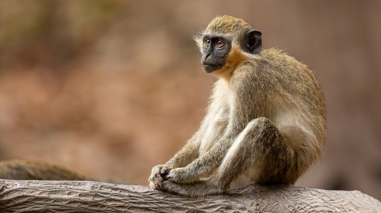 Green monkey sitting on a log in The Gambia