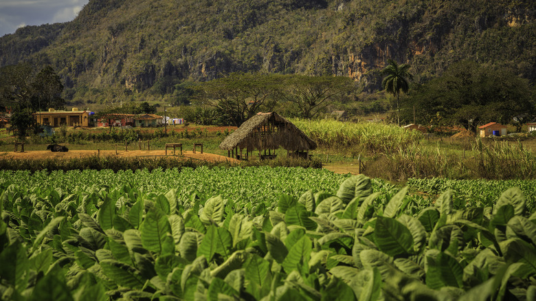 Tobacco field, Viñales Valley 