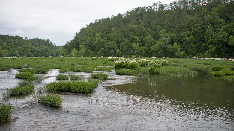 Cahaba lilies in bloom at the Cahaba River National Wildlife Refuge