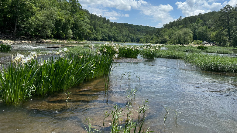 Cahaba lilies in bloom on the Cahaba River, Alabama