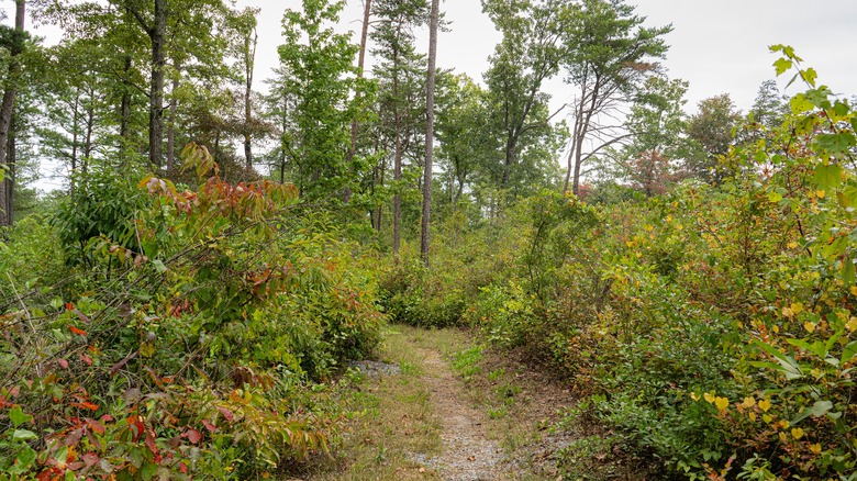 The Beaver Pond Trail in Little Canyon River National Preserve going through the Alabama woods